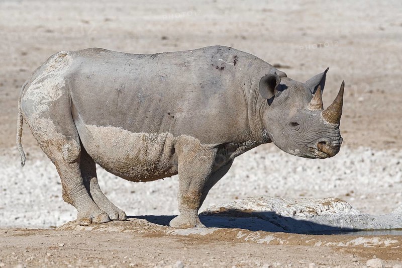 Black rhinoceros