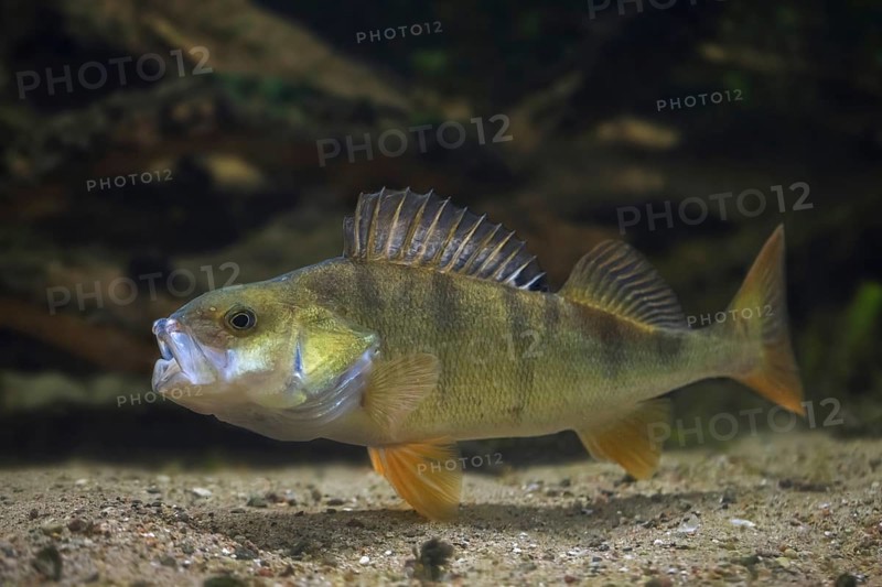 European perch