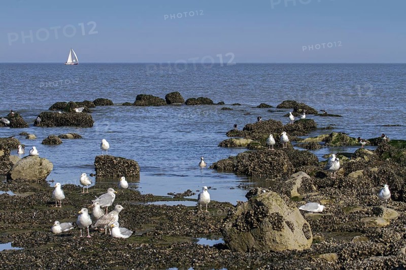 Seagulls and waders foraging along tide pool at low tide along the North Sea coast