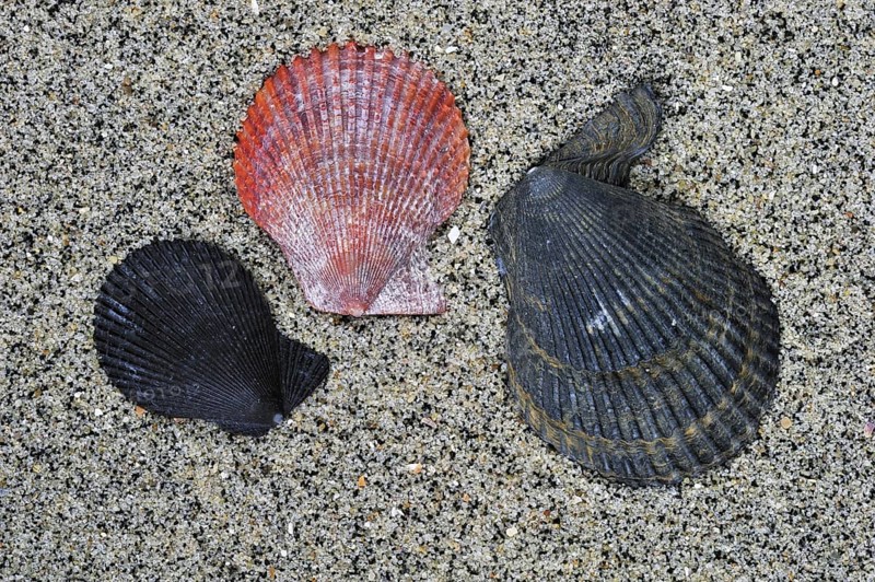 Variegated scallop