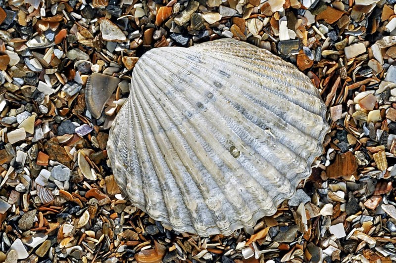 Poorly ribbed cockle