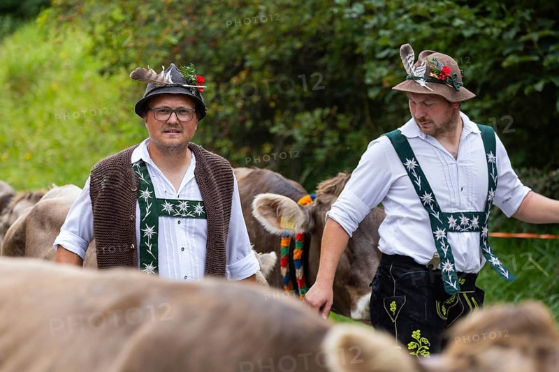 Alpine herdsmen leading Alpine cattle
