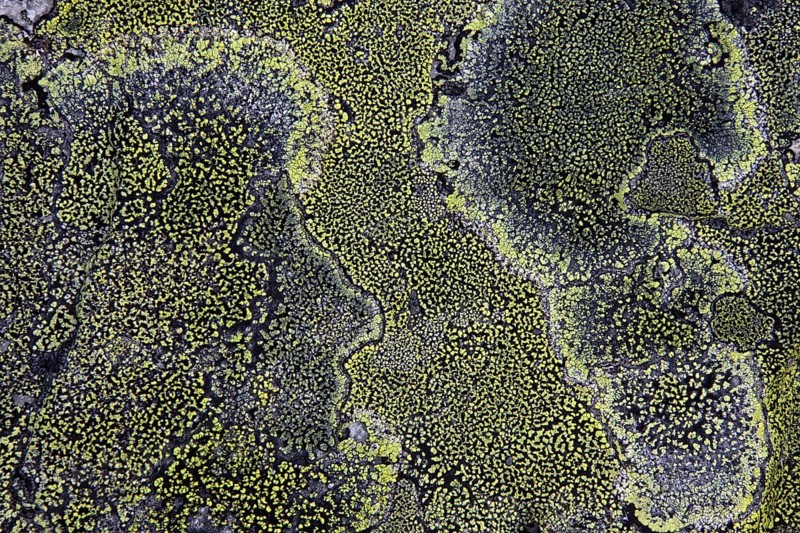 Map Lichen