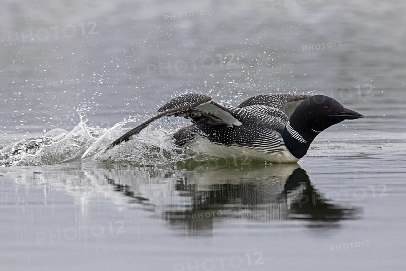 Common loon