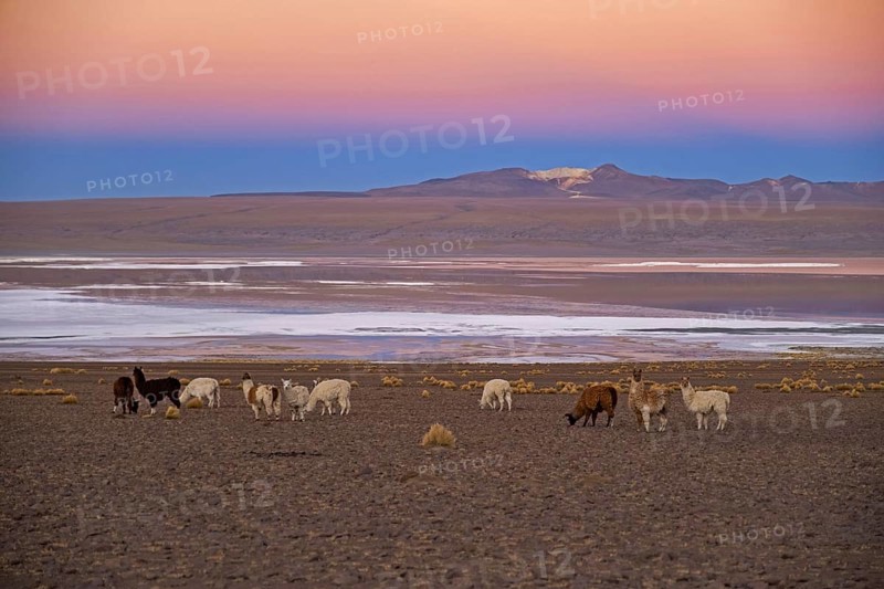 Llamas
