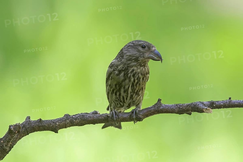 Red crossbill