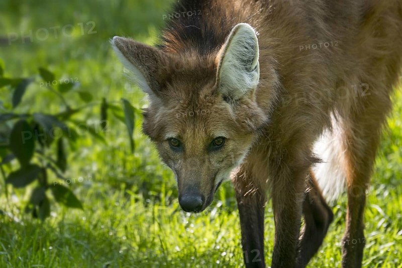Maned wolf