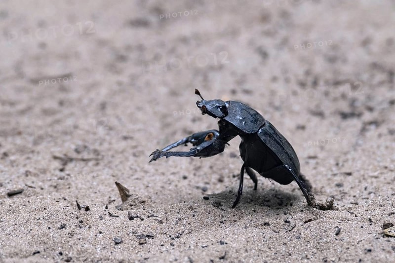 Flattened giant dung beetle