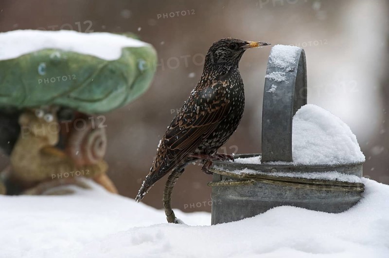 Common Starling