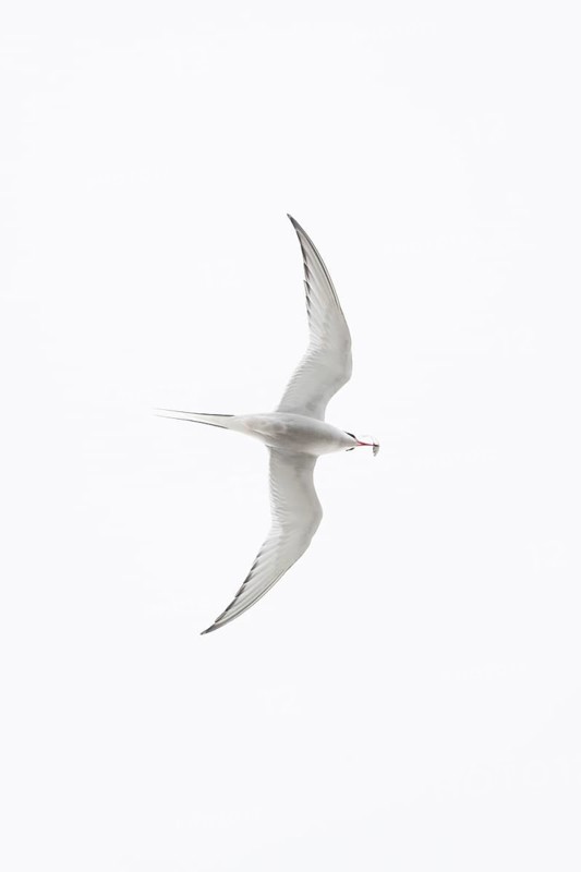 Arctic tern
