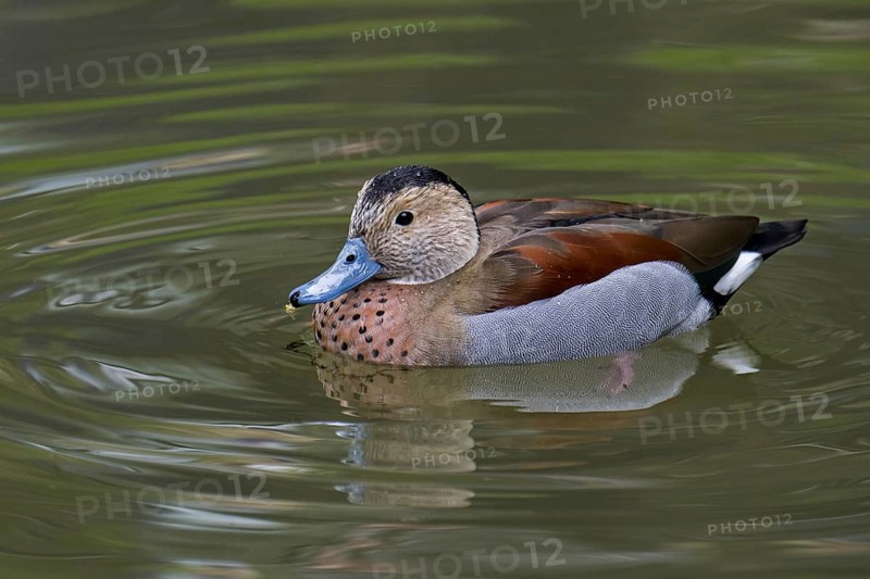 Ringed teal