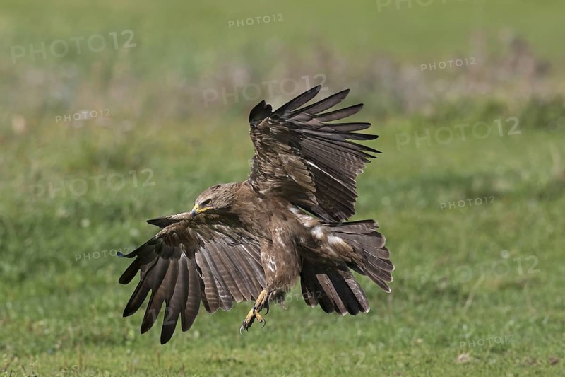 Lesser spotted eagle