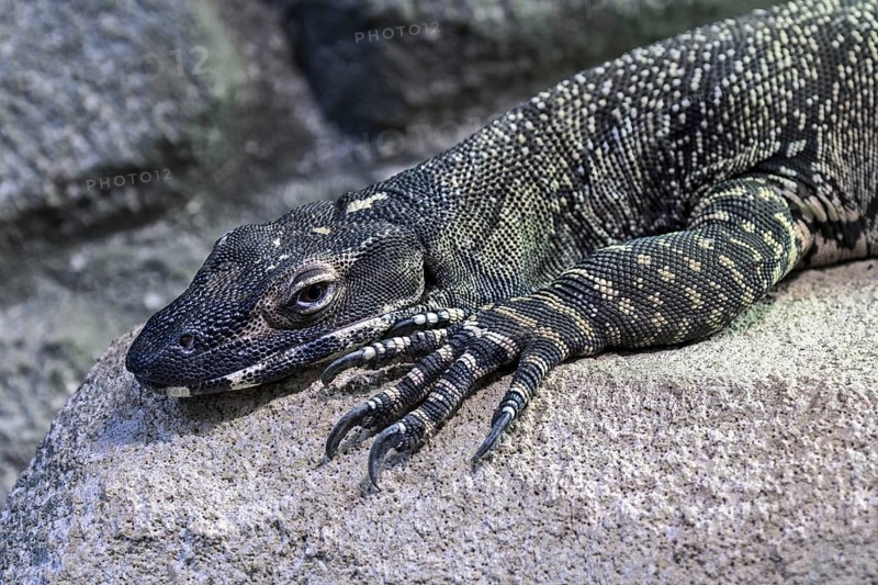Lace monitor