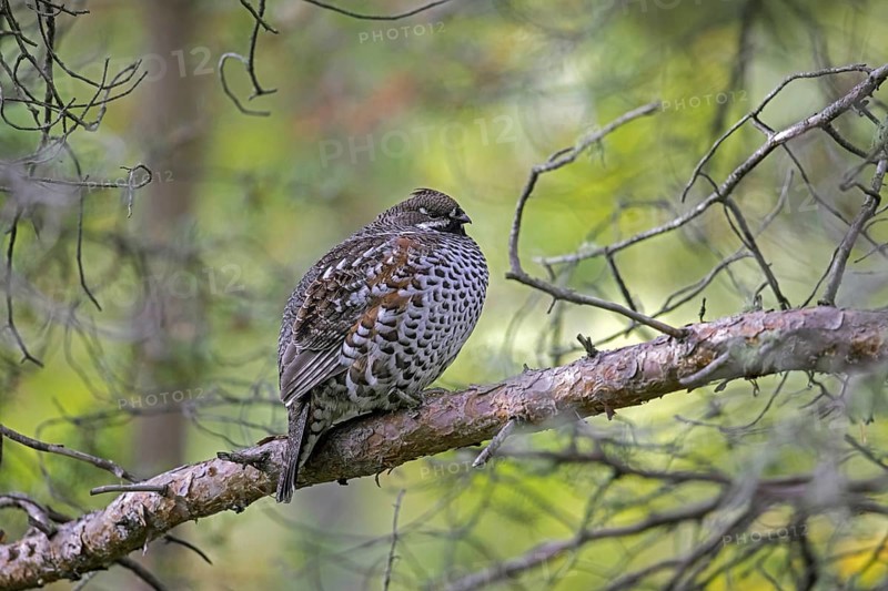 Hazel grouse