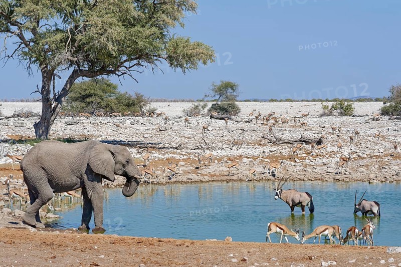 African bush elephant