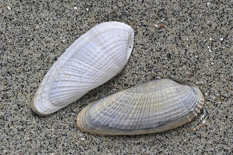 White piddock