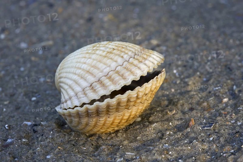 Common