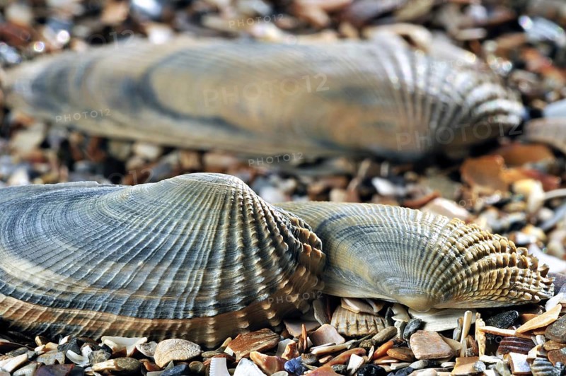 American piddock