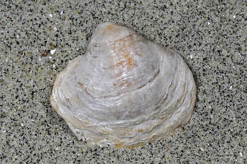 Saddle oyster