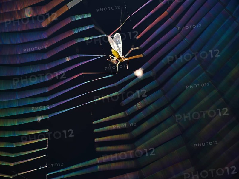 Insect caught in coloured spider's web in backlight