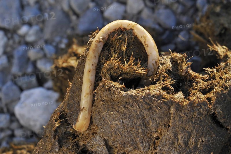 Horse roundworms