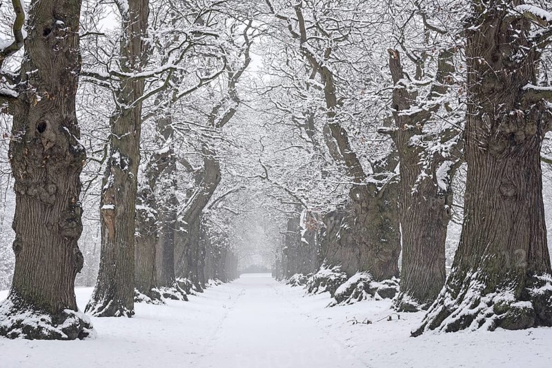 Country lane lined with 200 year old sweet chestnut