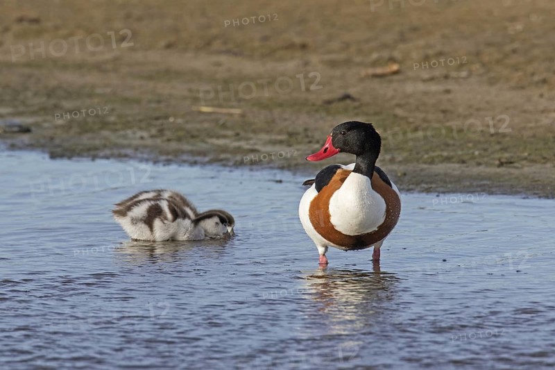 Common shelduck