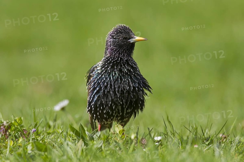 Common starling