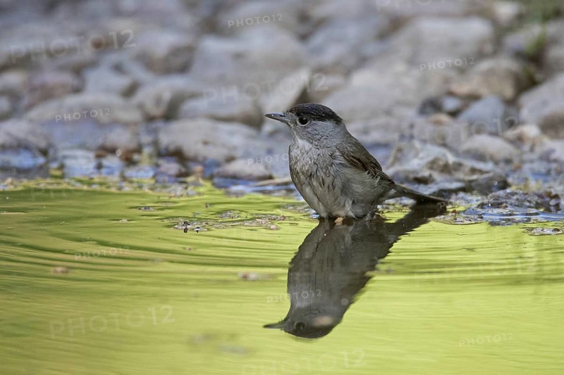 Eurasian blackcap