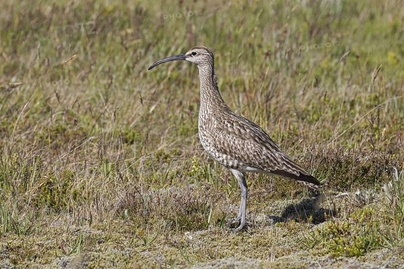 Eurasian whimbrel