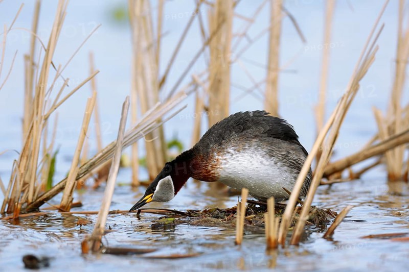 Red-necked Grebe