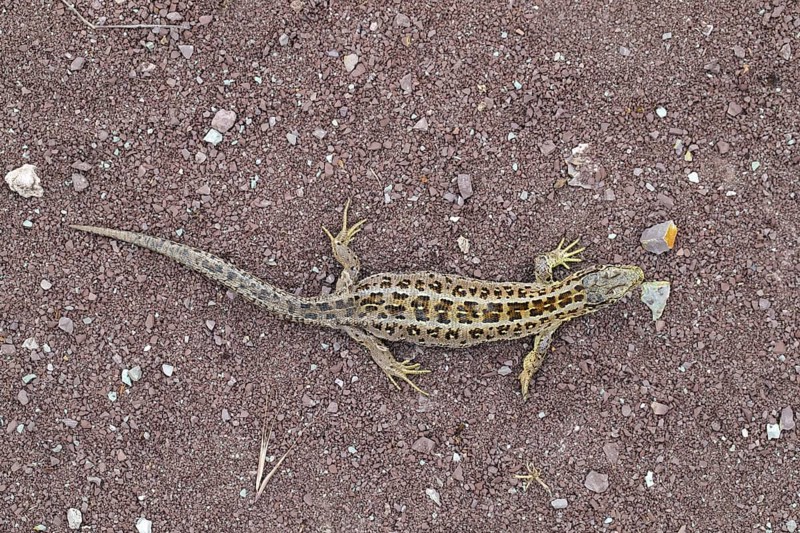 Sand lizard