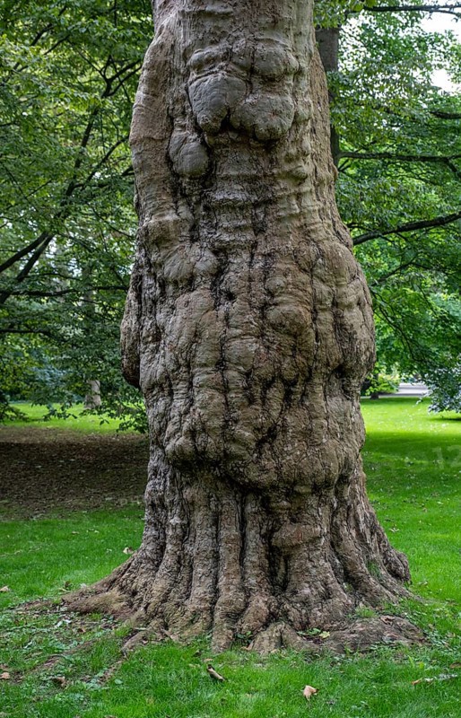 Tree trunk in a meadow in Luisenpark