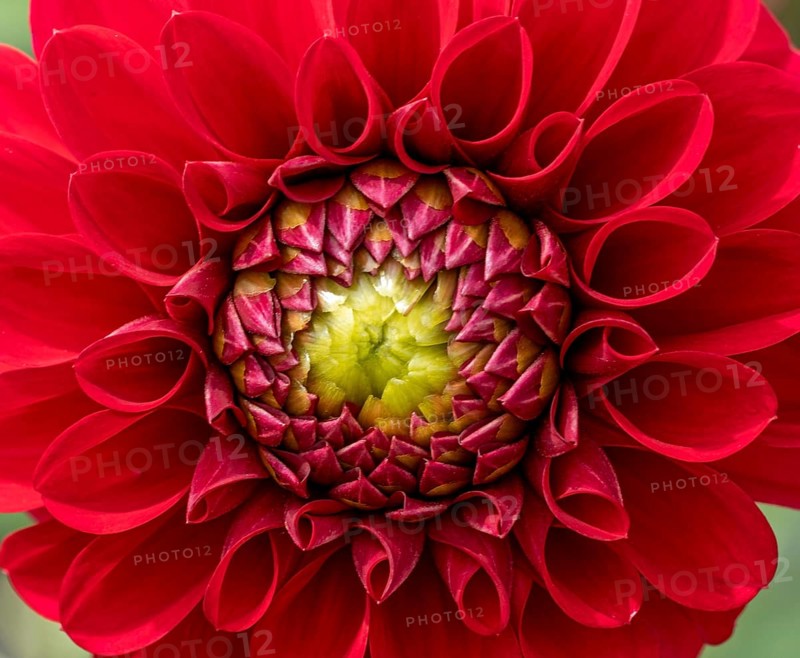 Garden dahlia
