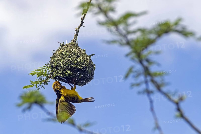 Southern masked weaver