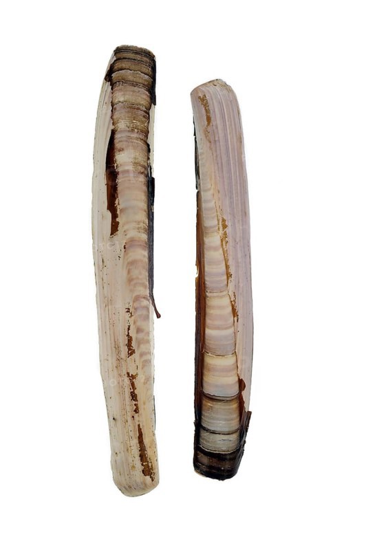 Razor shell