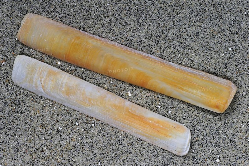 European razor clam