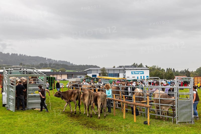 Alpine cattle on the Scheidwiese