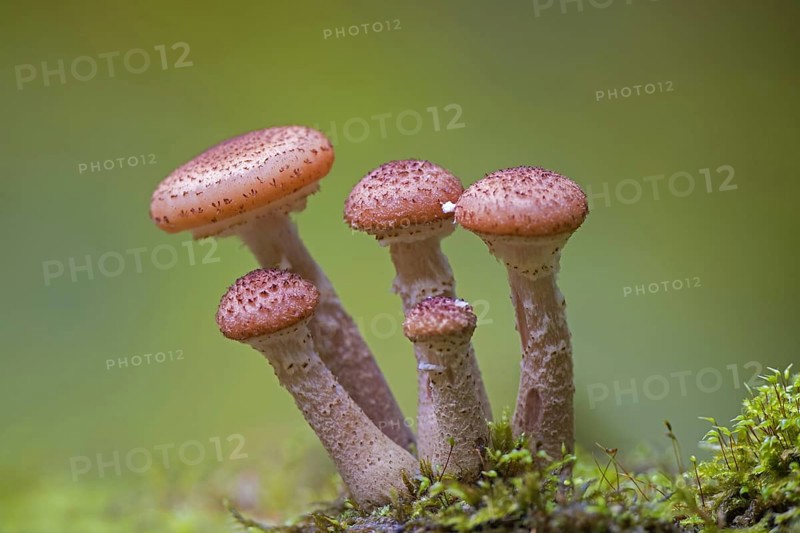 Honey fungus