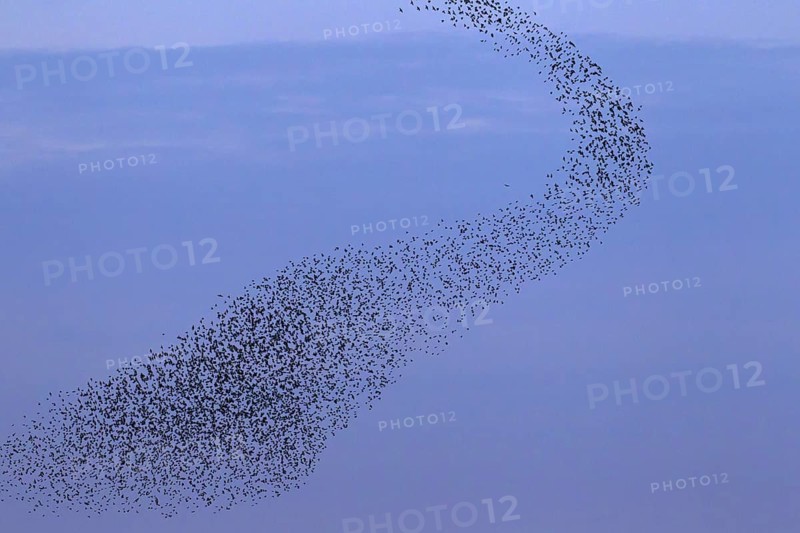 European starling