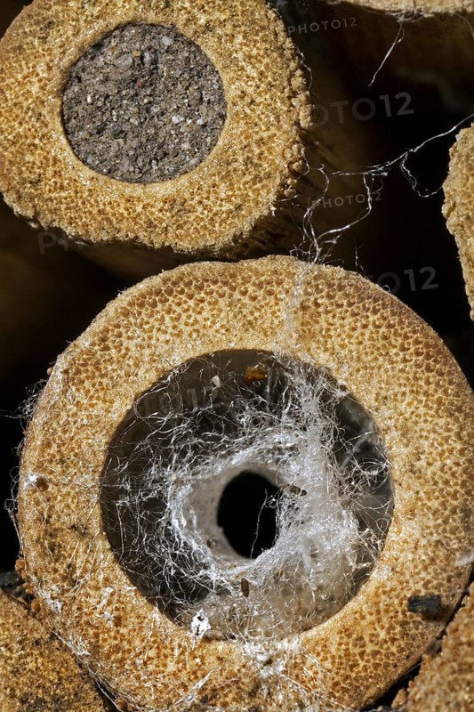Hollow stem at insect hotel for solitary bees occupied by spider