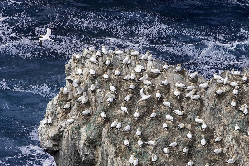 Northern gannets