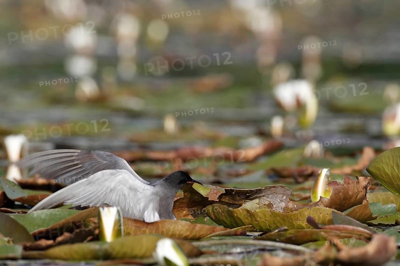 Black Tern