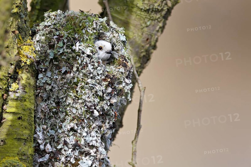 Long-tailed tit