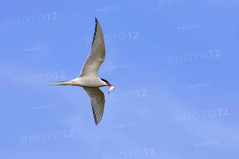 Arctic tern