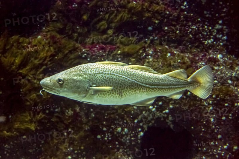 Atlantic cod