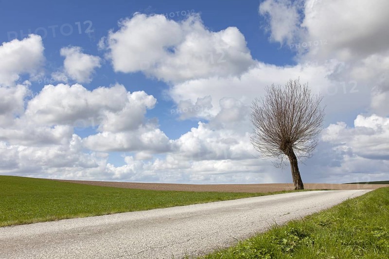 Lone pollard willow