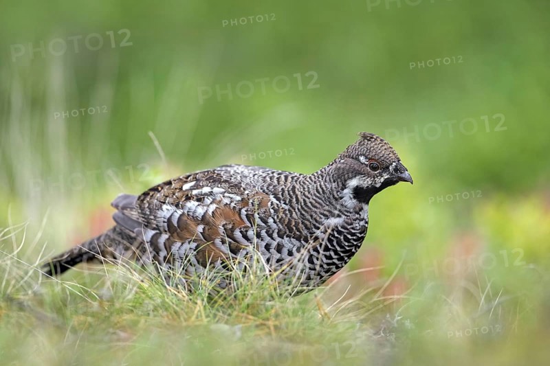 Hazel grouse
