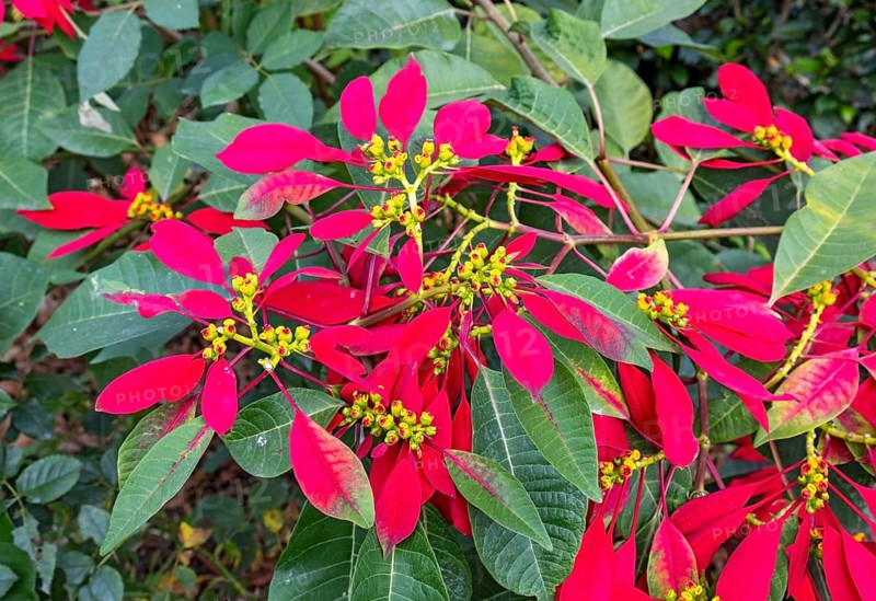 Christmas Star