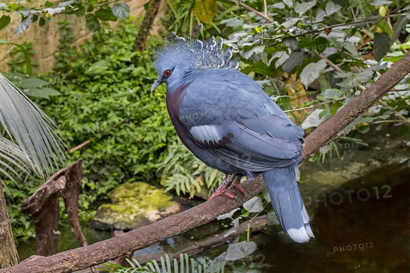 Western crowned pigeon